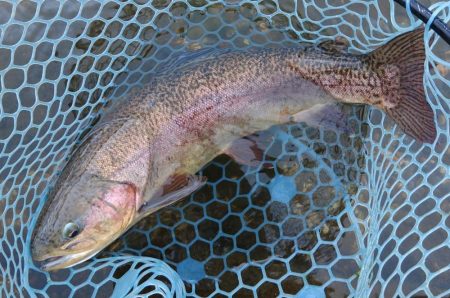 今シーズン3匹目のイトウをキャッチ！ ～フィッシングパーク高島の泉～